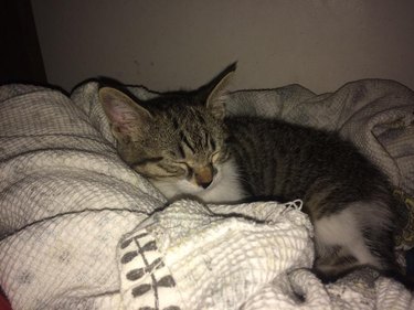 Sleeping kitten