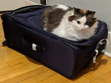 cat sits on suitcase