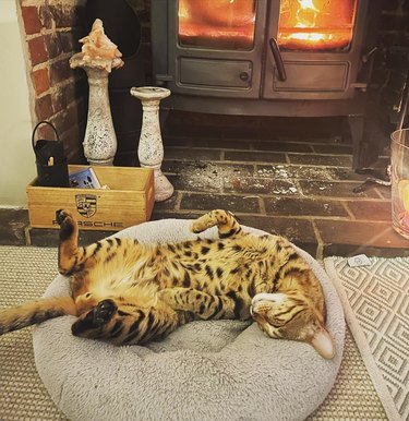 bengal cat sleeping in front of warm fire.