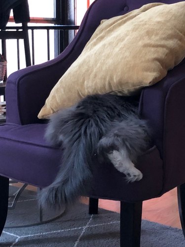 cat sleeps under pillow hanging off chair