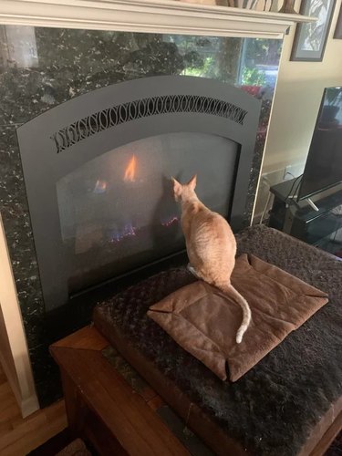 cat gets as close to enclosed fireplace as they can.