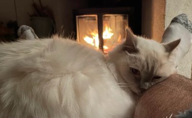 white cat sleeping cozily by a fireplace.