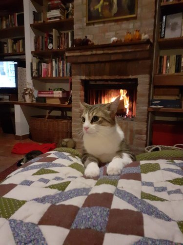 cat sits on a quilt next to fire place to get warm.