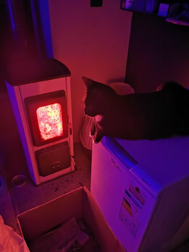 cat sits next to wood oven stove.