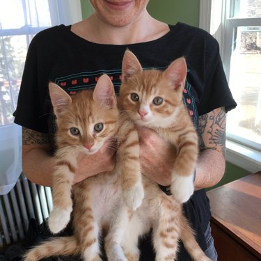 human adopts two orange kittens