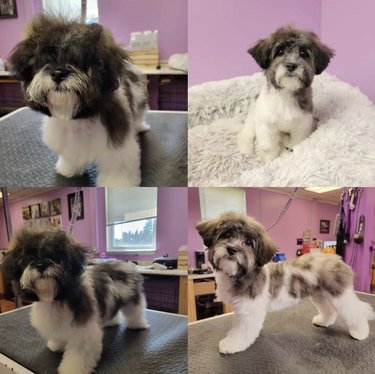 Four photos of a puppy's before and after grooming photos.