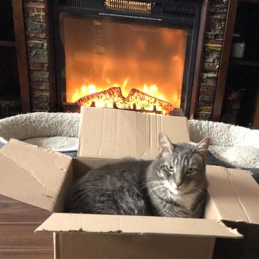 cat sits in box next to fireplace.