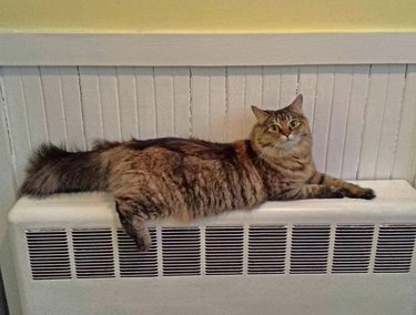 cat sleeping on radiator.