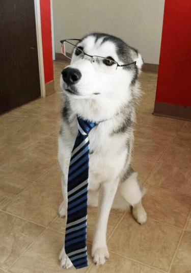 dog wearing glasses and tie