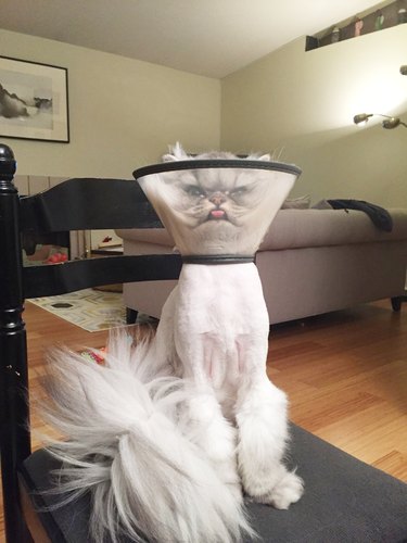 Shaved cat wearing E-collar