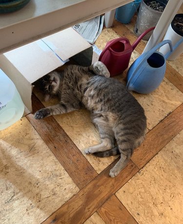 cats tries to crawl into box being used to redirect heat from floor vent.