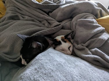 cats sleeping under warm blanket.