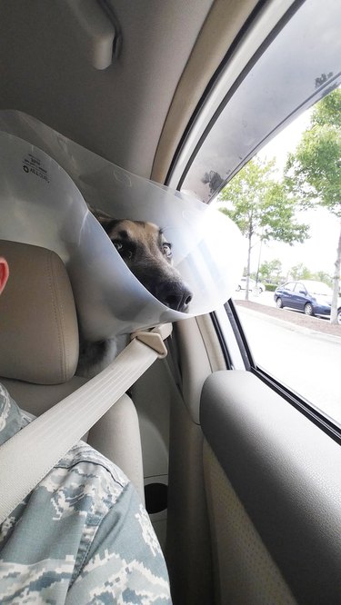dog with cone of shame trying to stick head out car window
