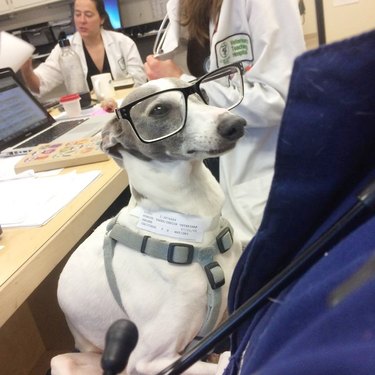 dog at hospital wearing glasses
