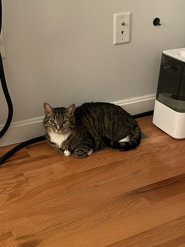 cat blocks heat vent.