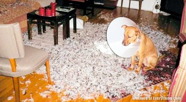 Dog wearing E-collar surrounded by destroyed pillow