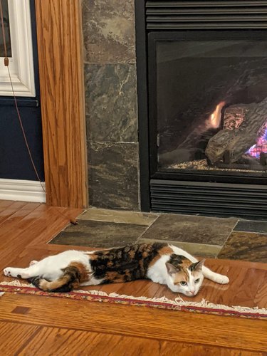 cat flops in front of fireplace.