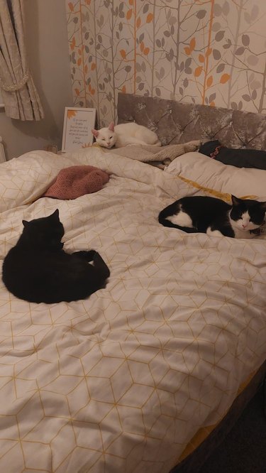 cats sleeping on electric blanket.