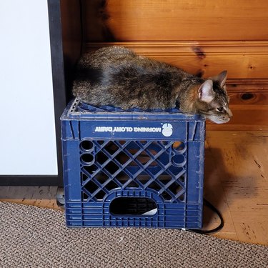 cat sleeps on milk crate above heat vent.