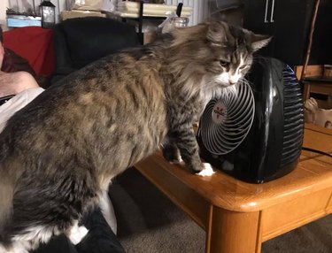 cat sits right next to space heater.
