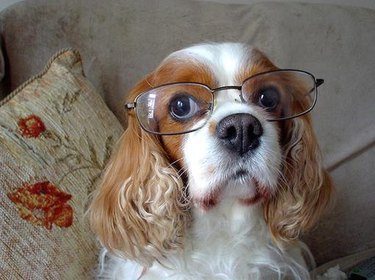 dog wearing glasses