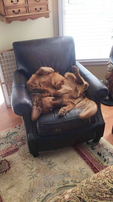 dog sleeps in pretzel like shape