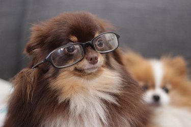 dog wearing glasses