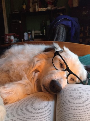 professor dog falls asleep reading