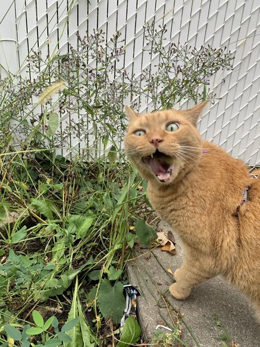 cat trying to eat blade of grass.