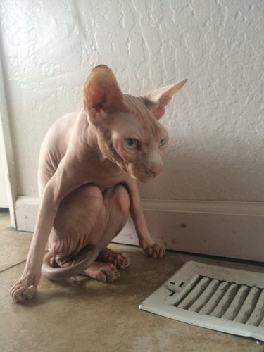 hairless cat huddling next to heat vent.