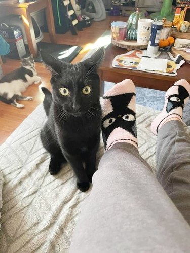 black cat poses next to woman wearing black cat socks