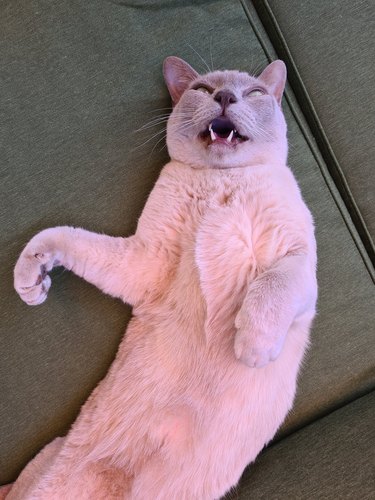 cat sleeping with their mouth open.