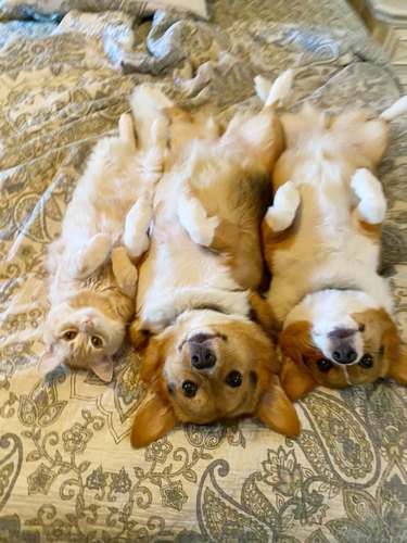 cat poses with corgis, all are on their backs and looking camera