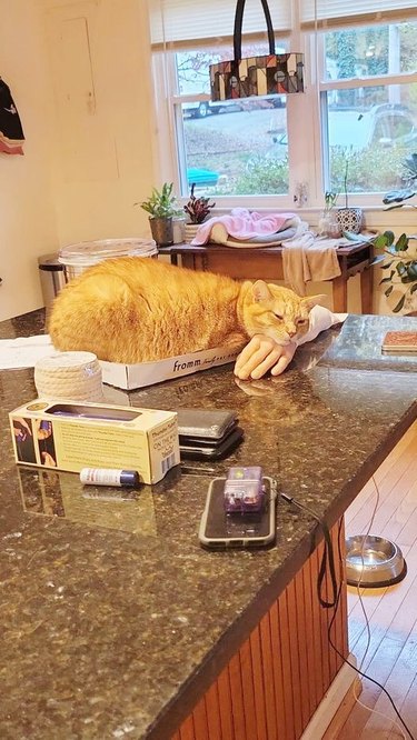 cat sleeping on fake human hand on a kitchen island