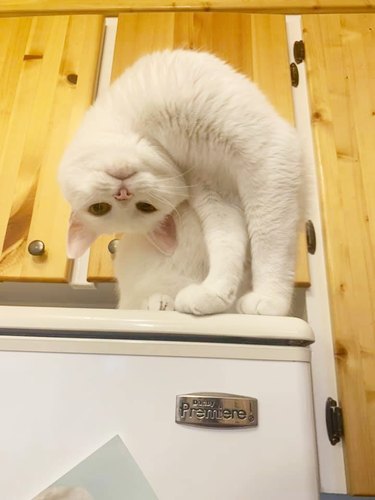 goofy white cat with head turned upside down