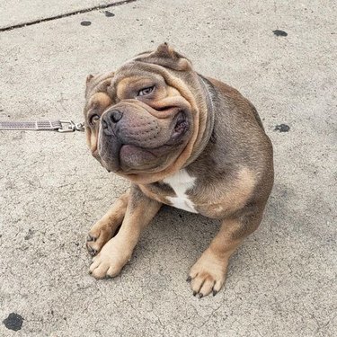 cute dog smiles and leans at an angle
