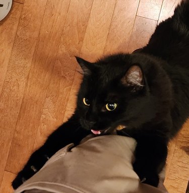 black cat climbs man's leg