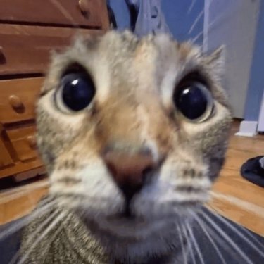 extreme closeup of cat's face.