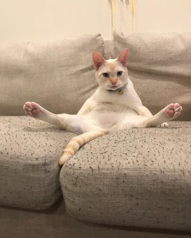cat sitting up with legs extended out