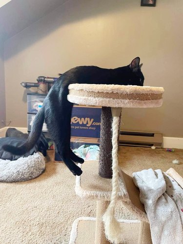 black cat dangles off cat tower gym