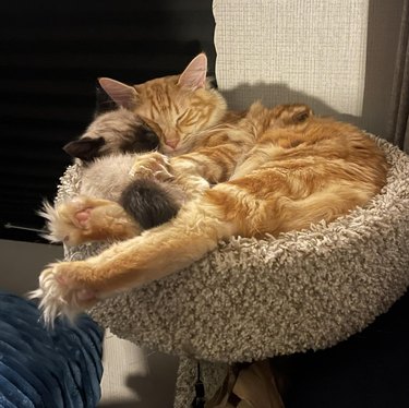 kitten and adult cat cuddle in cat bed.