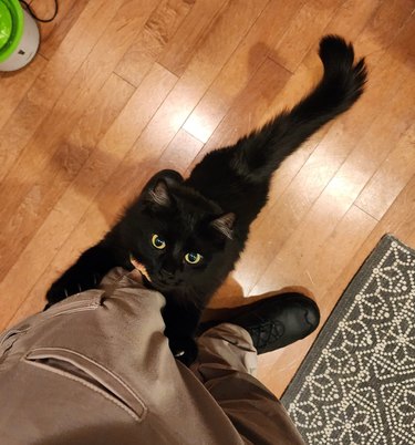 black cat climbs man's leg.