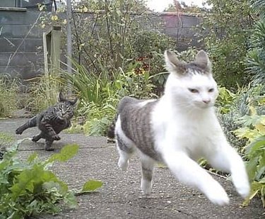 cat chase caught on trail cam