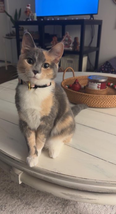 polite cat crosses paws while sitting on a table.