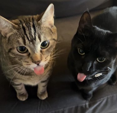 two cats sticking their tongues out.