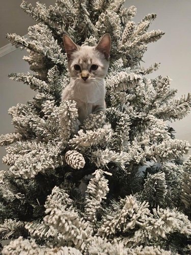 cat climbs into christmas tree.