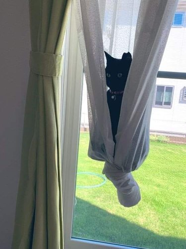 black cat sleeping in tied up curtains.
