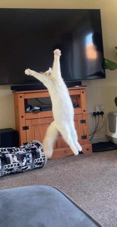 cat jumping in the air.