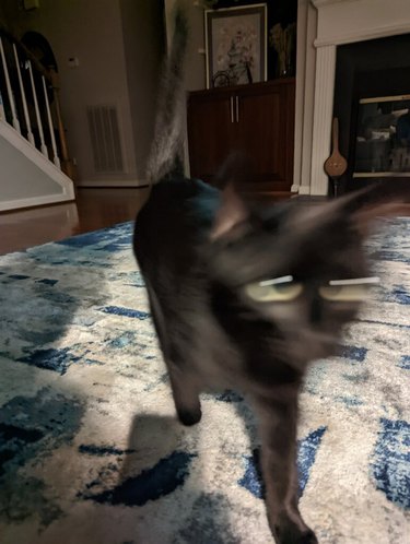 blurry cat walking towards camera.