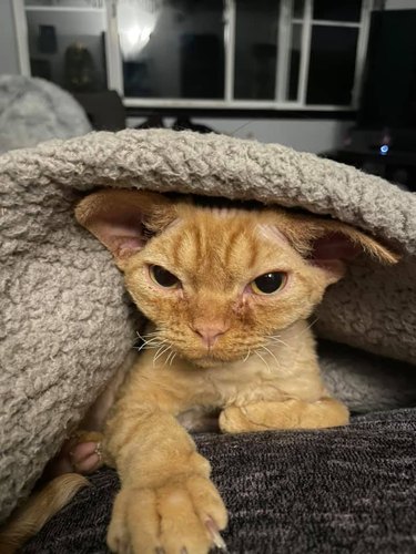 grumpy orange cat under blanket